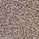 Immunohistochemistry - Anti-Aryl hydrocarbon Receptor Antibody (A13457) - Antibodies.com