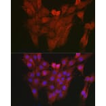 Immunofluorescence - Anti-Aryl hydrocarbon Receptor Antibody (A13457) - Antibodies.com