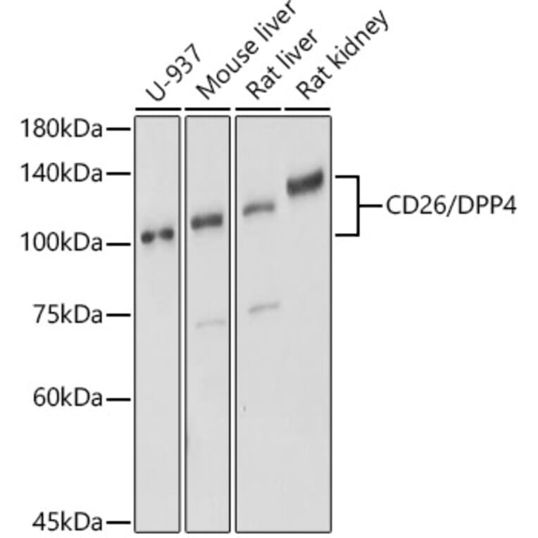 Western Blot - Anti-DPP4 Antibody (A13459) - Antibodies.com