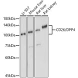 Western Blot - Anti-DPP4 Antibody (A13459) - Antibodies.com