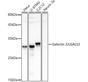 Western Blot - Anti-Galectin 3 Antibody (A13461) - Antibodies.com