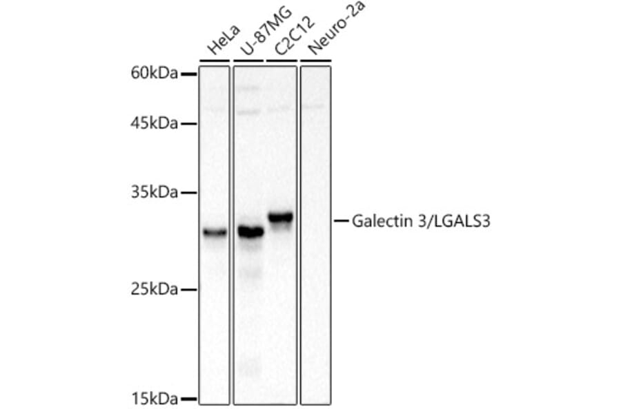 Western Blot - Anti-Galectin 3 Antibody (A13461) - Antibodies.com