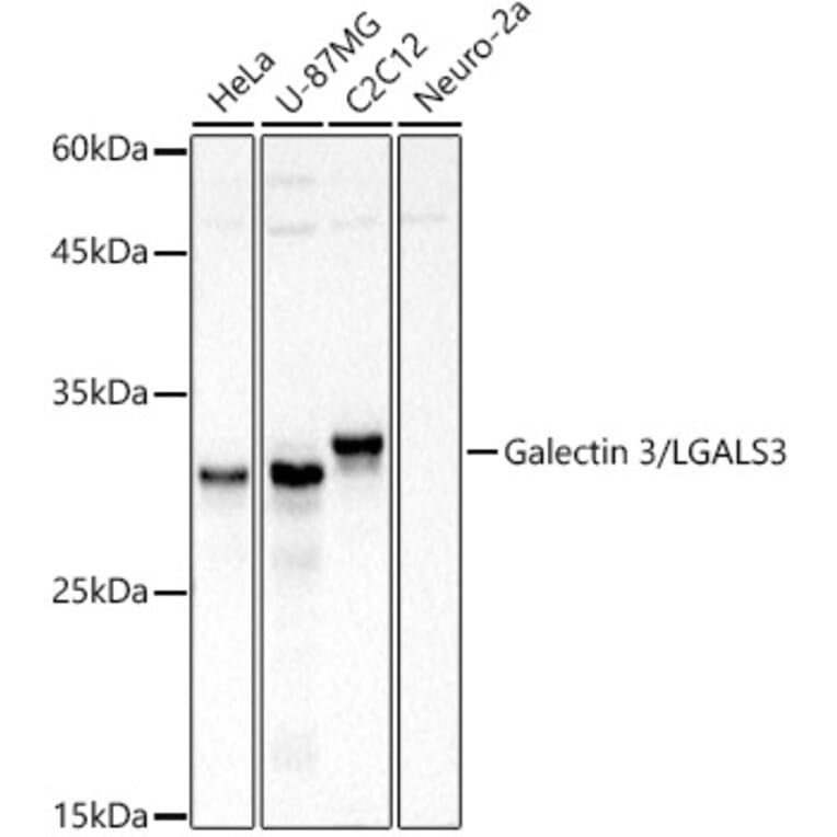 Western Blot - Anti-Galectin 3 Antibody (A13461) - Antibodies.com