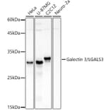 Western Blot - Anti-Galectin 3 Antibody (A13461) - Antibodies.com