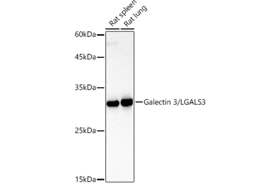Western Blot - Anti-Galectin 3 Antibody (A13461) - Antibodies.com