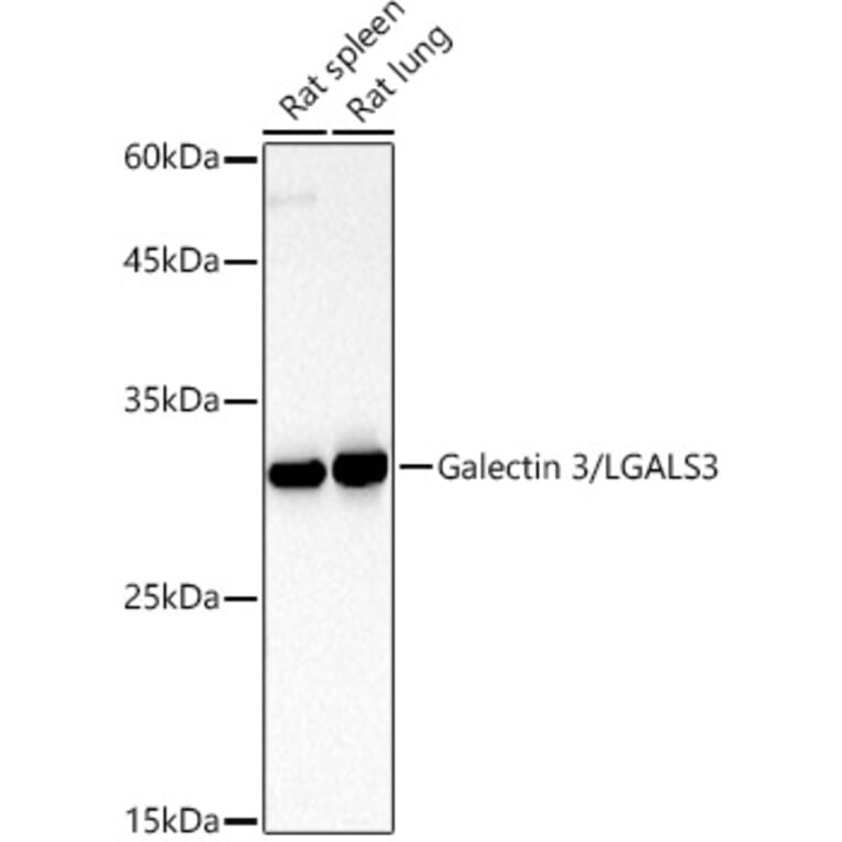 Western Blot - Anti-Galectin 3 Antibody (A13461) - Antibodies.com