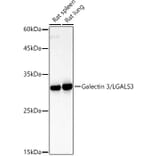 Western Blot - Anti-Galectin 3 Antibody (A13461) - Antibodies.com