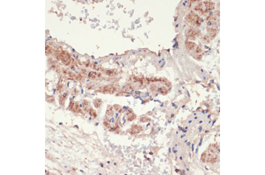 Immunohistochemistry - Anti-alpha 1a Adrenergic Receptor/ADRA1A Antibody (A13462) - Antibodies.com