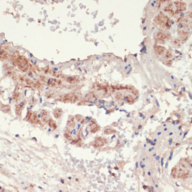 Immunohistochemistry - Anti-alpha 1a Adrenergic Receptor/ADRA1A Antibody (A13462) - Antibodies.com