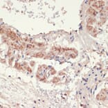 Immunohistochemistry - Anti-alpha 1a Adrenergic Receptor/ADRA1A Antibody (A13462) - Antibodies.com