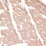Immunohistochemistry - Anti-alpha 1a Adrenergic Receptor/ADRA1A Antibody (A13462) - Antibodies.com