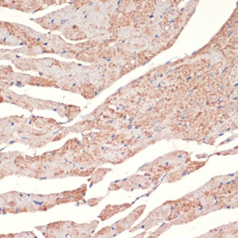 Immunohistochemistry - Anti-alpha 1a Adrenergic Receptor/ADRA1A Antibody (A13462) - Antibodies.com