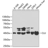 Western Blot - Anti-CLU Antibody (A1472) - Antibodies.com