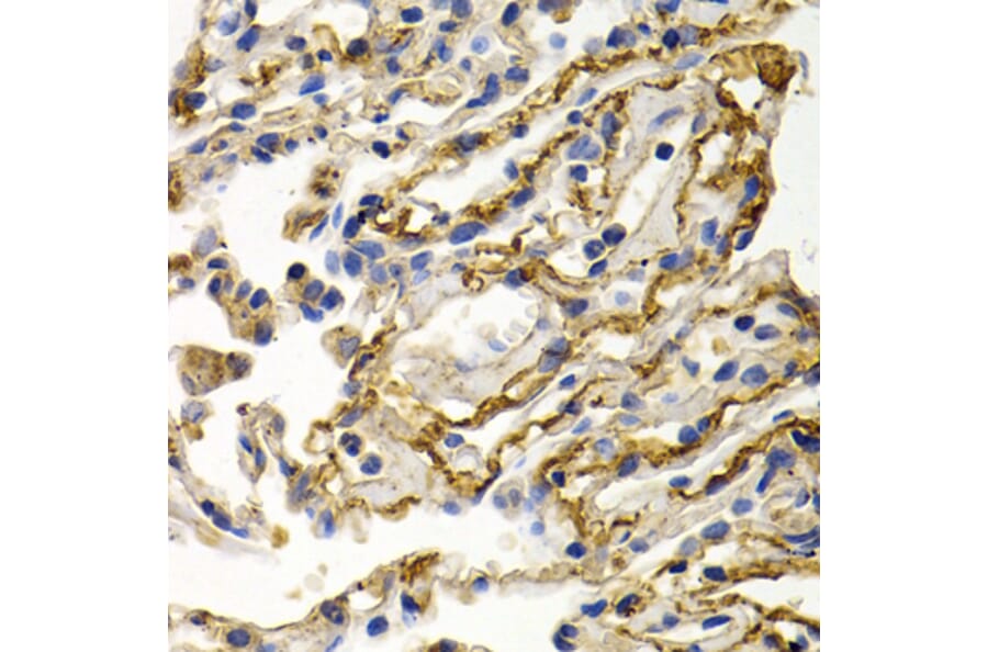 Immunohistochemistry - Anti-CLU Antibody (A1472) - Antibodies.com