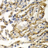 Immunohistochemistry - Anti-CLU Antibody (A1472) - Antibodies.com