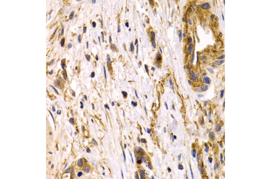 Immunohistochemistry - Anti-CLU Antibody (A1472) - Antibodies.com