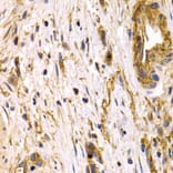 Immunohistochemistry - Anti-CLU Antibody (A1472) - Antibodies.com