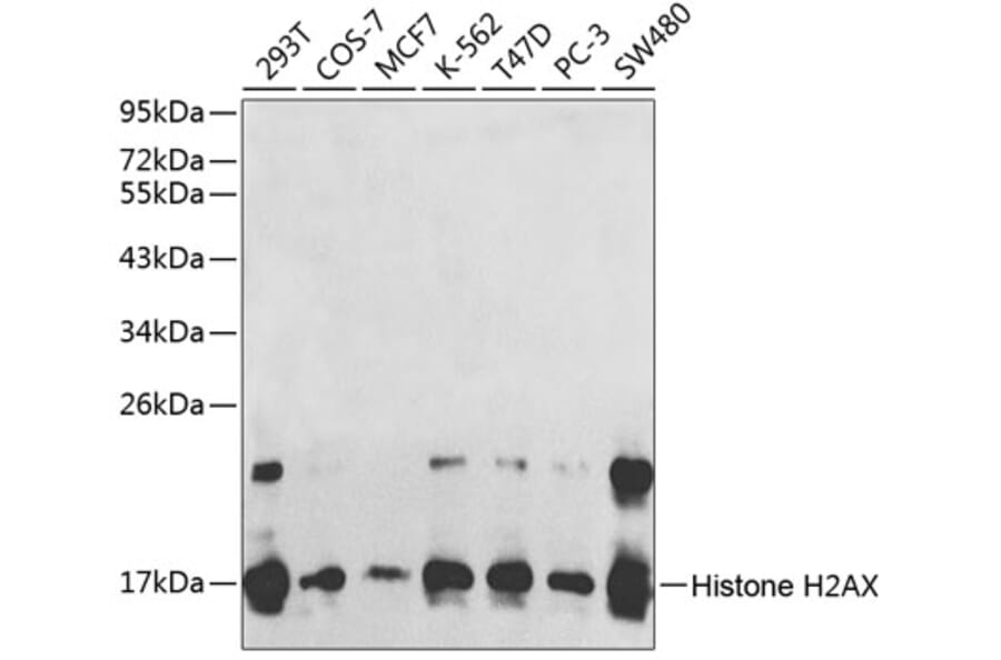 Western Blot - Anti-Histone H2AX Antibody (A1479) - Antibodies.com