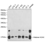 Western Blot - Anti-Histone H2AX Antibody (A1479) - Antibodies.com