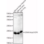 Western Blot - Anti-p21 Antibody (A13465) - Antibodies.com