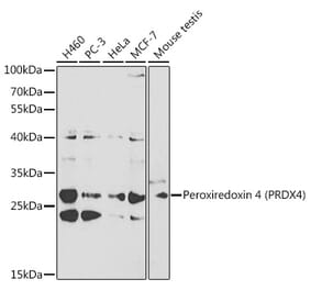 Western Blot - Anti-Peroxiredoxin 4 Antibody (A13468) - Antibodies.com