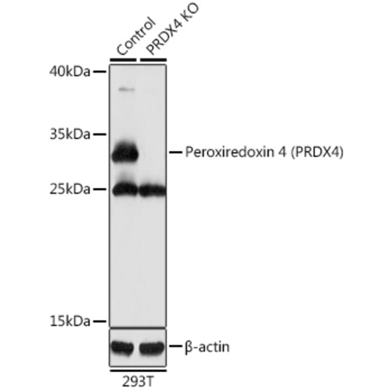 Western Blot - Anti-Peroxiredoxin 4 Antibody (A13468) - Antibodies.com