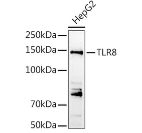 Western Blot - Anti-TLR8 Antibody (A13469) - Antibodies.com