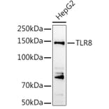 Western Blot - Anti-TLR8 Antibody (A13469) - Antibodies.com