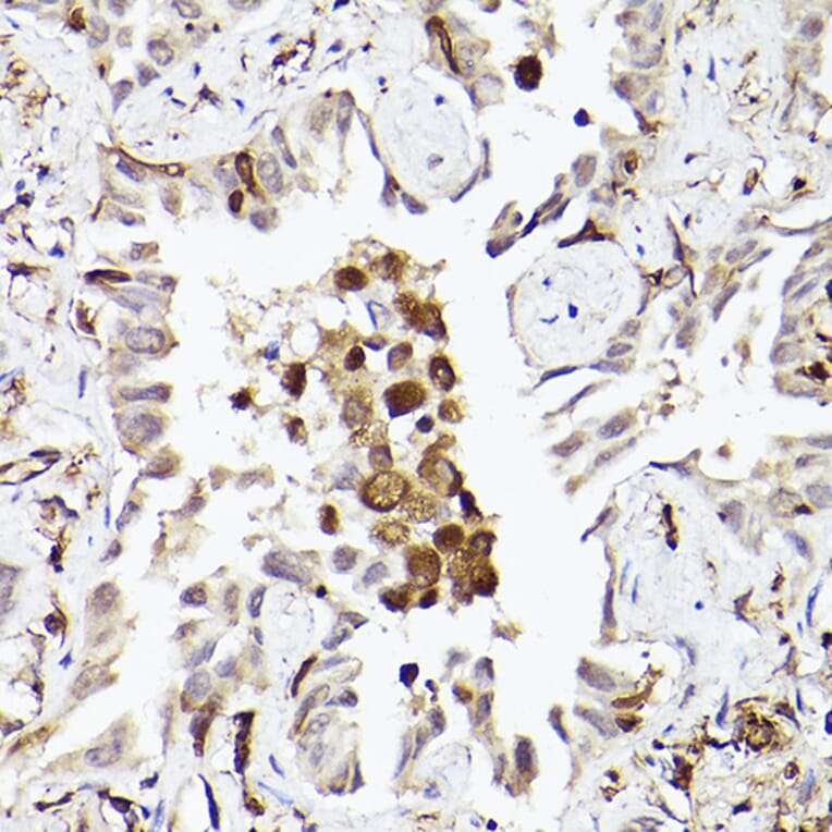 Immunohistochemistry - Anti-TLR8 Antibody (A13469) - Antibodies.com