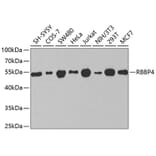 Western Blot - Anti-RBBP4 Antibody (A1490) - Antibodies.com