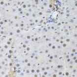 Immunohistochemistry - Anti-RBBP4 Antibody (A1490) - Antibodies.com