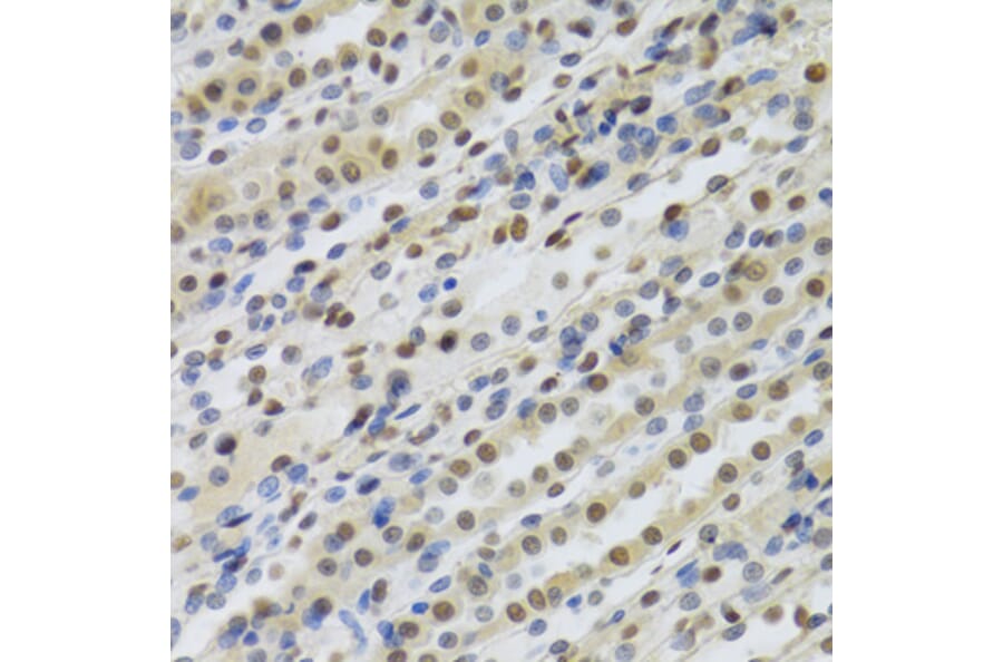 Immunohistochemistry - Anti-RBBP4 Antibody (A1490) - Antibodies.com