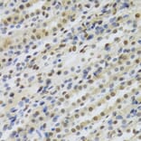 Immunohistochemistry - Anti-RBBP4 Antibody (A1490) - Antibodies.com