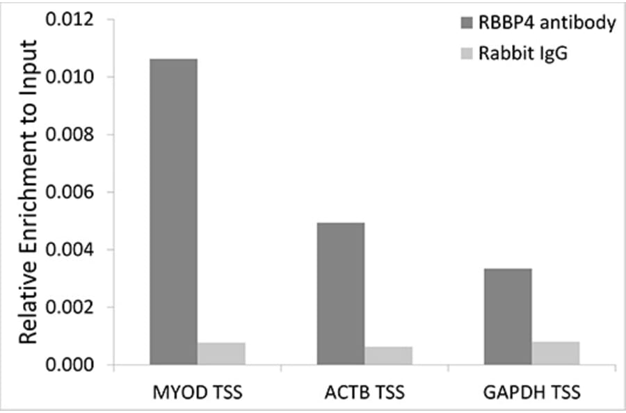 Chromatin Immunoprecipitation - Anti-RBBP4 Antibody (A1490) - Antibodies.com