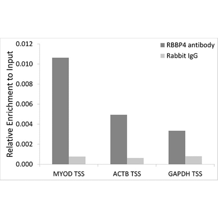 Chromatin Immunoprecipitation - Anti-RBBP4 Antibody (A1490) - Antibodies.com