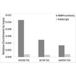 Chromatin Immunoprecipitation - Anti-RBBP4 Antibody (A1490) - Antibodies.com