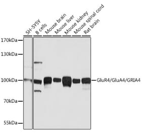 Western Blot - Anti-GluA4 Antibody (A13472) - Antibodies.com