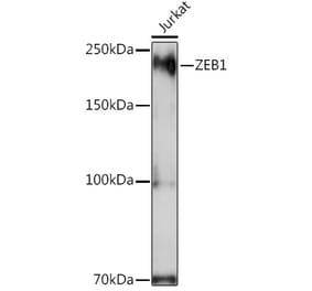 Western Blot - Anti-ZEB1 Antibody (A13473) - Antibodies.com