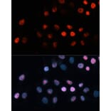 Immunofluorescence - Anti-TET1 Antibody (A13475) - Antibodies.com