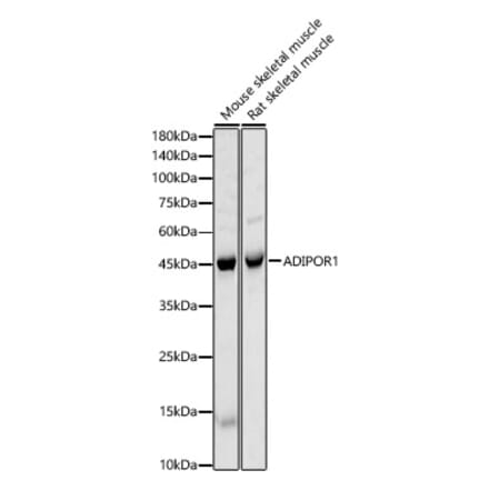 Western Blot - Anti-ADIPOR1 Antibody (A13477) - Antibodies.com