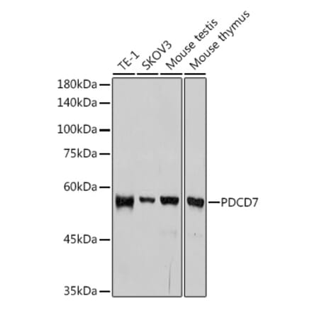 Western Blot - Anti-PDCD7 Antibody [ARC2564] (A13478) - Antibodies.com