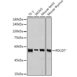Western Blot - Anti-PDCD7 Antibody [ARC2564] (A13478) - Antibodies.com