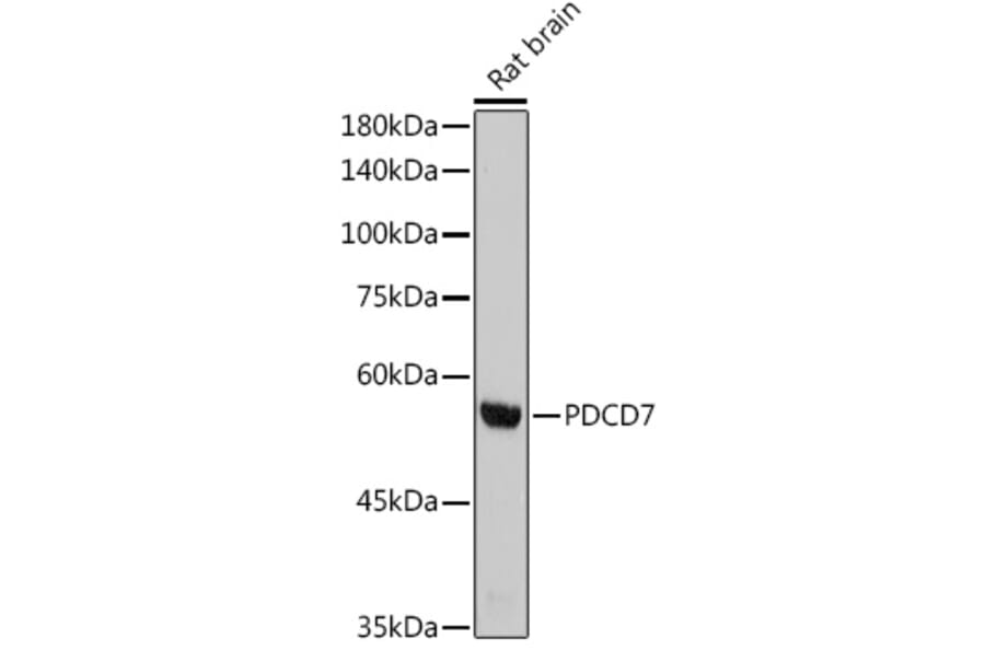 Western Blot - Anti-PDCD7 Antibody [ARC2564] (A13478) - Antibodies.com