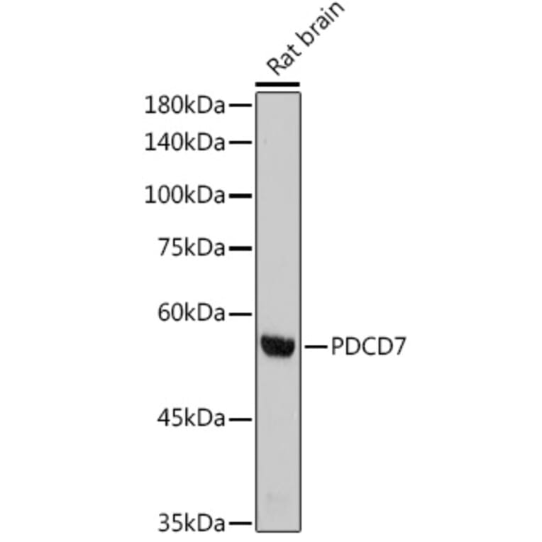 Western Blot - Anti-PDCD7 Antibody [ARC2564] (A13478) - Antibodies.com