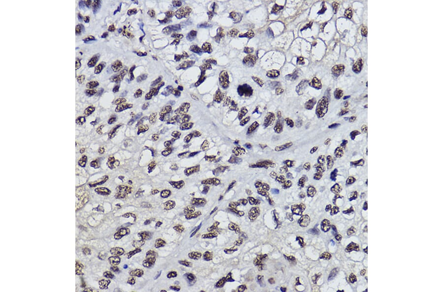 Immunohistochemistry - Anti-PDCD7 Antibody [ARC2564] (A13478) - Antibodies.com