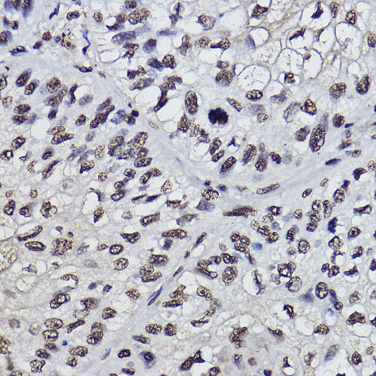 Immunohistochemistry - Anti-PDCD7 Antibody [ARC2564] (A13478) - Antibodies.com