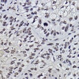 Immunohistochemistry - Anti-PDCD7 Antibody [ARC2564] (A13478) - Antibodies.com