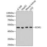 Western Blot - Anti-ECM1 Antibody (A1513) - Antibodies.com
