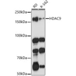 Western Blot - Anti-HDAC9 Antibody (A13481) - Antibodies.com