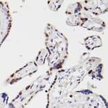 Immunohistochemistry - Anti-HDAC9 Antibody (A13481) - Antibodies.com